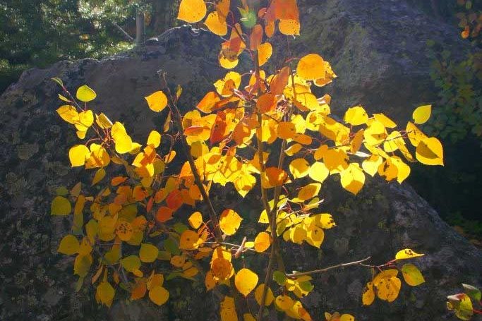 Marci Bell MA LPC Christian Counseling Aurora Colorado