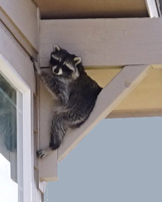 Racoon blue sky III
