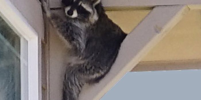 Racoon blue sky III
